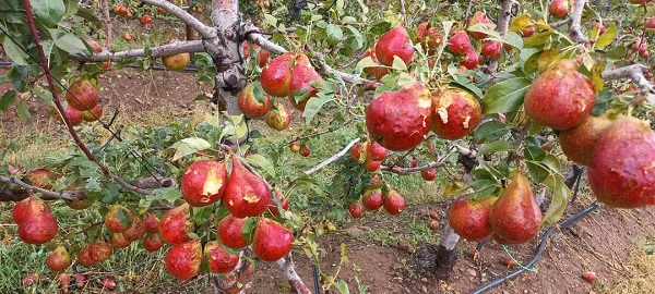 Domestic topfruit prices firmed by low supply - Vimarsana News