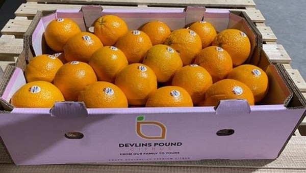 "The fruit quality and taste is very good, but as predicted sizes will be smaller" - Vimarsana News