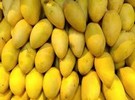 Guimaras mangoes: Reputation as 'sweetest' now GI protected - Vimarsana News