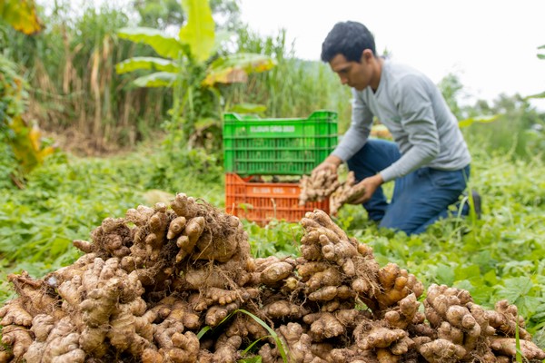 Lower supply from China brings good prospects for imminent Peruvian ginger campaign - Vimarsana News