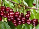 Kashmir cherry harvest brings economic relief - Vimarsana News