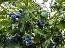 Massachusetts fruit growers evaluate frost damage - Vimarsana News