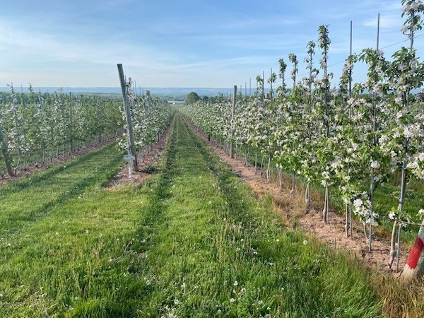 Honeycrisp apple on B118 — Sylvaticaforestfarm