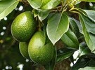 Rainy start to 2023 is mixed blessing for Central Coast avocado growers - Vimarsana News