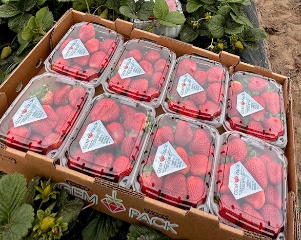 GEM-Pack & Well-Pict Berries combine forces - Vimarsana News