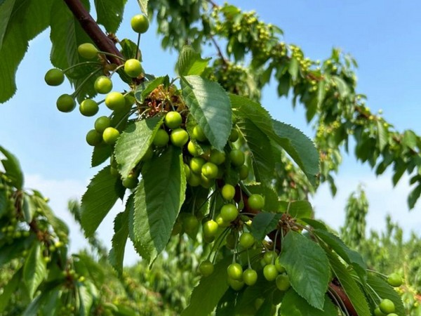 British Columbia cherry pollination shortened due to hot weather - Vimarsana News