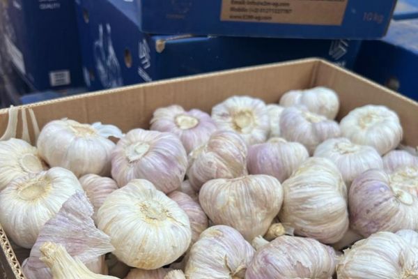 "New players are parasitizing Egypt's garlic exports" - Vimarsana News