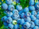 Blueberry industry booms in Majiang County - Vimarsana News