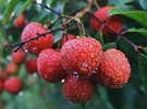 Thriving Guangzhou lychee processing industry gives farmers a stable source of sales - Vimarsana News