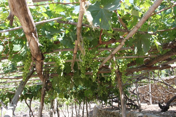 No exports for Israel 2023 table grape harvest as Egypt market closes for them - Vimarsana News
