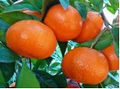 Sri Lankans plan to cultivate mandarin oranges in three more districts - Vimarsana News