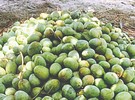 Bumper yield in Malda leads to lower mango prices - Vimarsana News