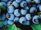 Sales from Nanjing-produced blueberries exceeded €661,000 in 2022 - Vimarsana News