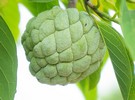 Queensland Budget: what's in it for horticulture - Vimarsana News