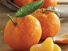Australian tangerine prices halved in Vietnam - Vimarsana News
