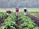 Taiwan fruit and vegetable prices up 30% due to unstable weather - Vimarsana News