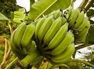 Six men die from apparent poisoning on banana plantation - Vimarsana News