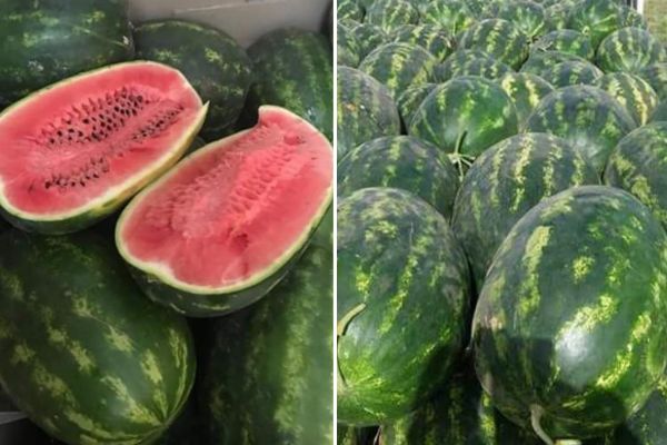 "Zagora started its watermelon campaign too early this year" - Vimarsana News