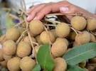 Cambodian longan sales to China might increase five-fold - Vimarsana News