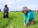 Australia supports development of Agri-food Industrial Park in Cambodia - Vimarsana News