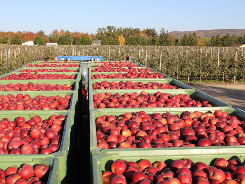 Will smoke from Canadian wildfires be gone before apples start turning color? - Vimarsana News