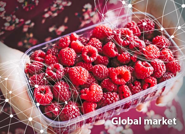 GLOBAL MARKET OVERVIEW RASPBERRIES - Vimarsana News