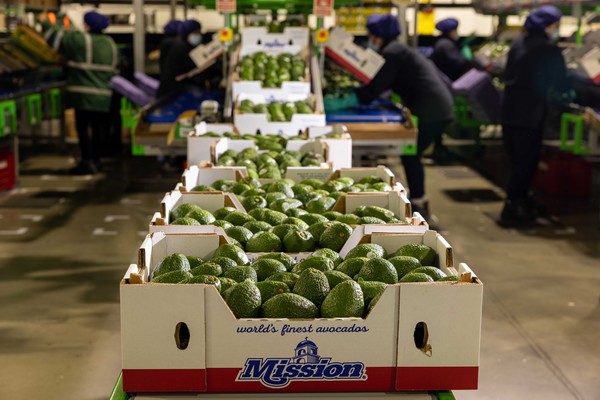 How to maintain avocado supplies during the Mexican crop transition - Vimarsana News