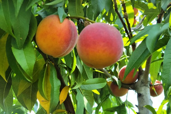 Slight uptick in Ontario peaches this season - Vimarsana News