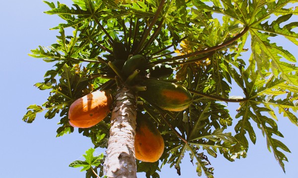 Higher growing costs impact Mexican papaya supplies - Vimarsana News