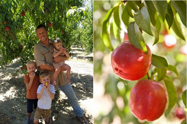 When competing for display space, merchandising stone fruit is critical - Vimarsana News