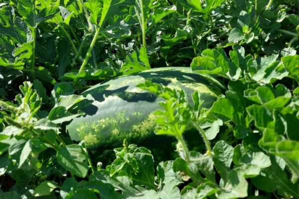 Watermelons from Northern and Western Morocco will be available soon - Vimarsana News