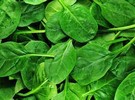 South African spinach grower thrives thanks to key partnership with discounter - Vimarsana News