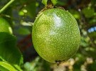 Alar City succeeds in cultivating passion fruit outside for the first time - Vimarsana News