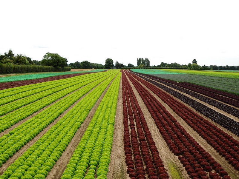 UK strawberry farm buys salad growing neighbors - Vimarsana News