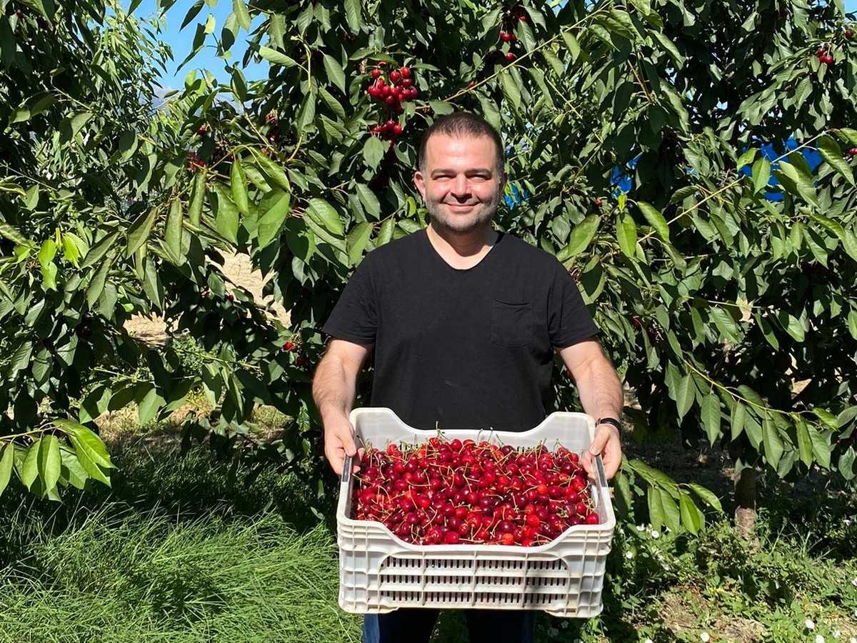 "Cherry prices are at their lowest point now" - Vimarsana News