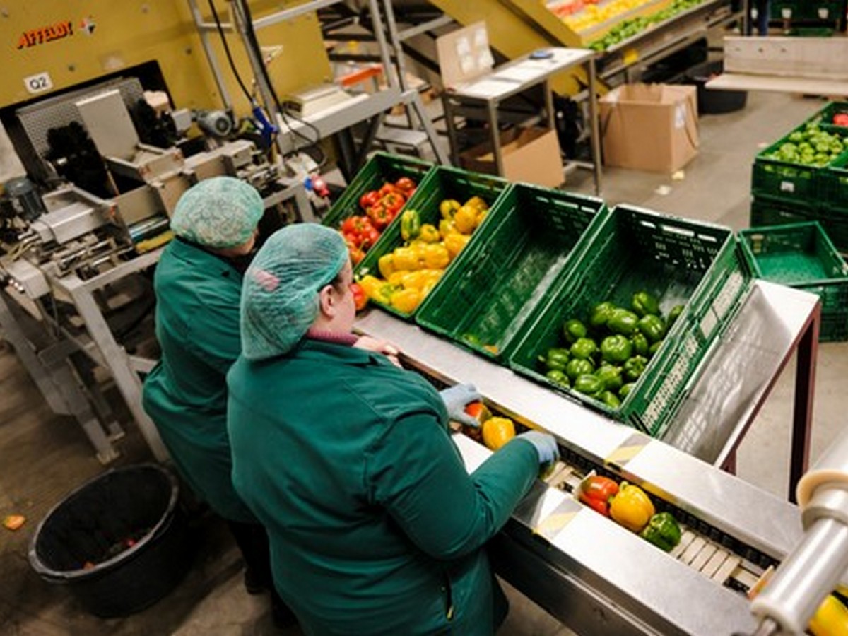 Dutch packer uses Production Efficiency Control System - Vimarsana News