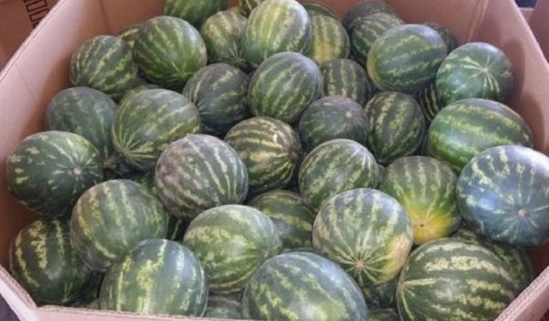 Pricing likely to soften on California watermelon - Vimarsana News