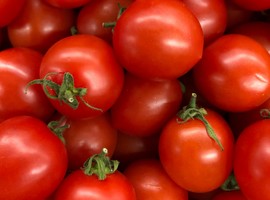 Tomato prices in northern region of India are finally dropping - Vimarsana News