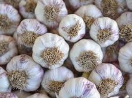 Pakistan Ministry of Commerce reviews G1 garlic cultivation - Vimarsana News