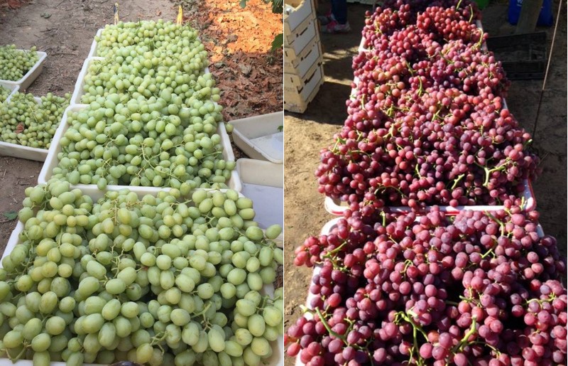 Cooler spring temperatures delayed start for Central California grapes - Vimarsana News