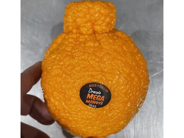 Sumo Citrus to Harvest Its Largest Crop - Citrus Industry Magazine