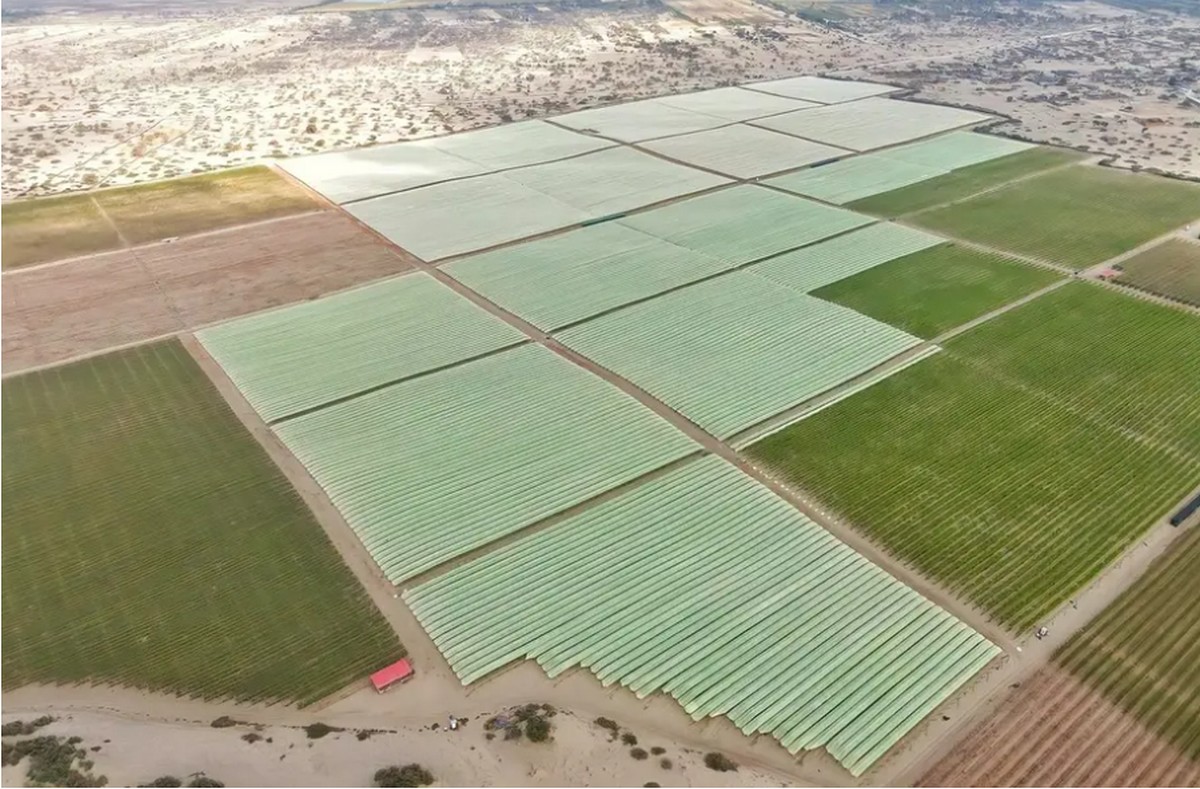 IDB Invest, Pura Fruit to boost output and productivity of Peru's agro-export industry - Vimarsana News