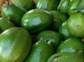 Tanzanian avocado exports up threefold from last harvest season - Vimarsana News