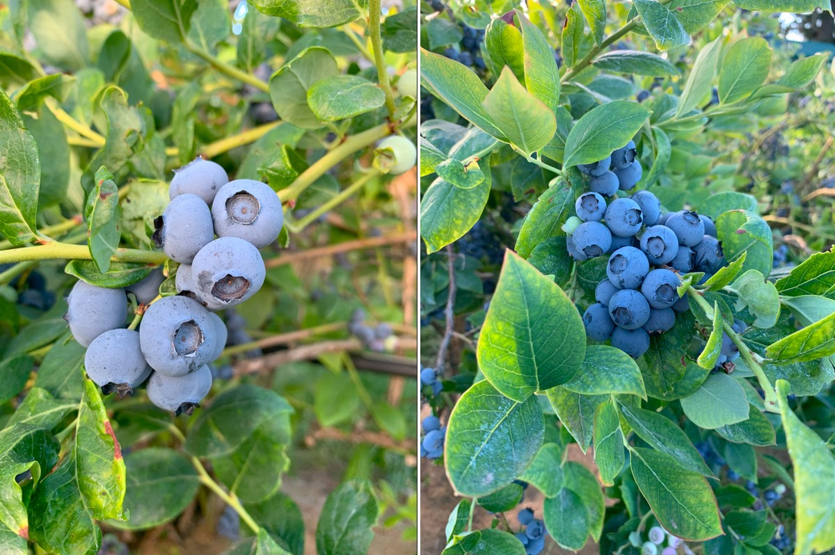 Lower volumes and smaller sizing on Pacific Northwest blueberries - Vimarsana News