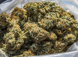 Nigerian Customs intercepts cannabis worth N650 mln hidden among pineapples - Vimarsana News
