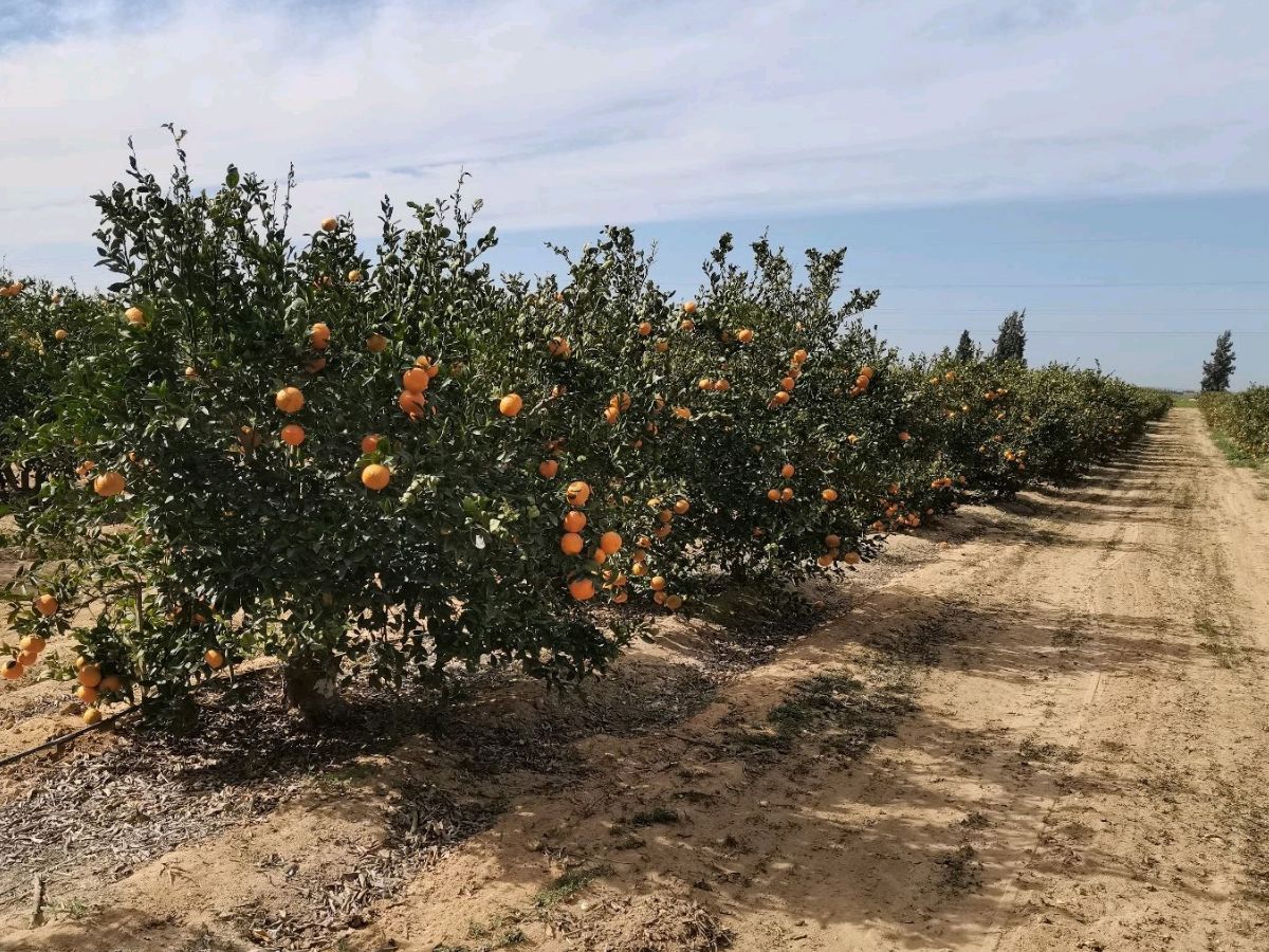 "Next season, we will not have the problem of small-sized citrus" - Vimarsana News