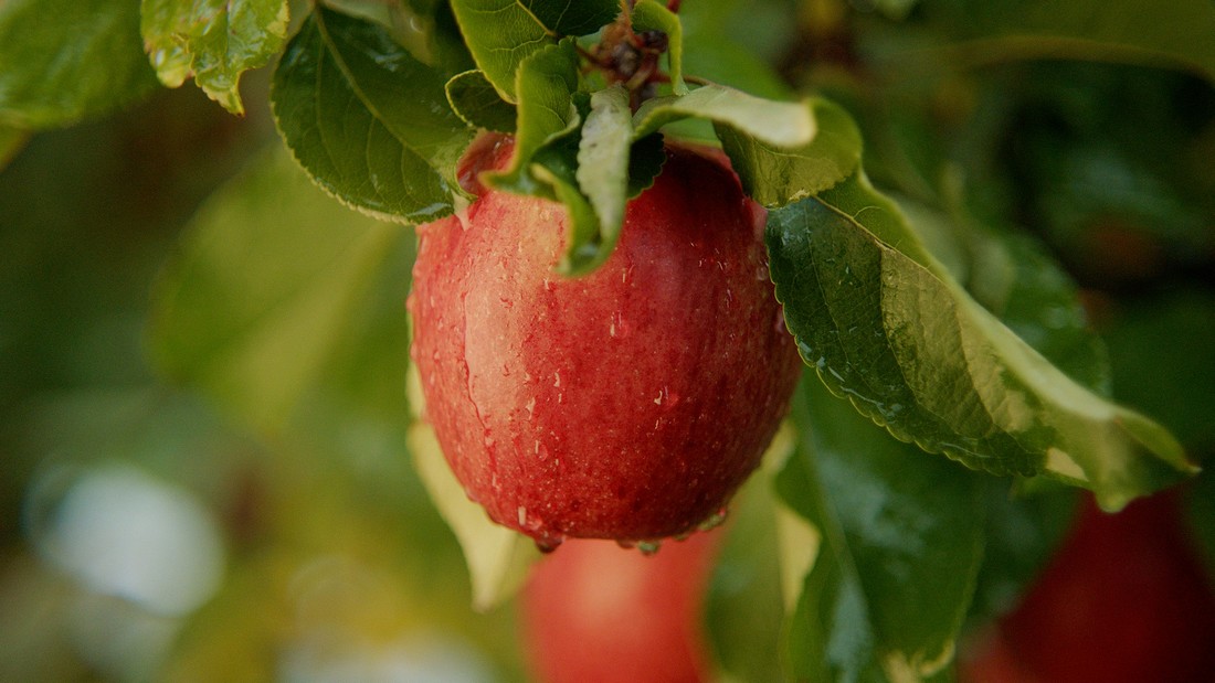 Fresh Envy Apples, Each 