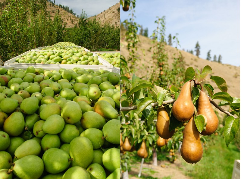 Smaller pear crop for Washington this season - Vimarsana News