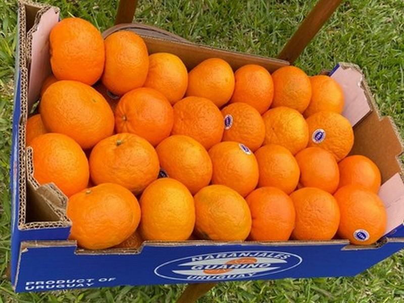 "Uruguay is having a good citrus season, but we are short on volumes" - Vimarsana News