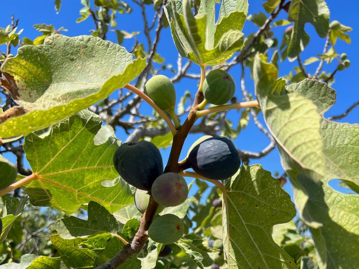 California Figs: Fig Cultivars Grown Commercially - The Produce Nerd